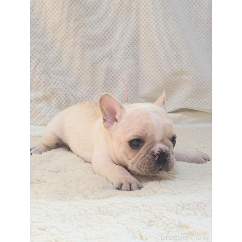 販売中の群馬県のフレンチブルドッグ-432343の2枚目