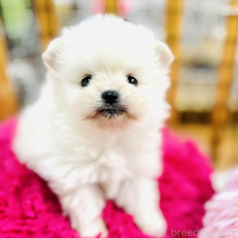 販売中の愛知県のポメラニアン-431948の1枚目