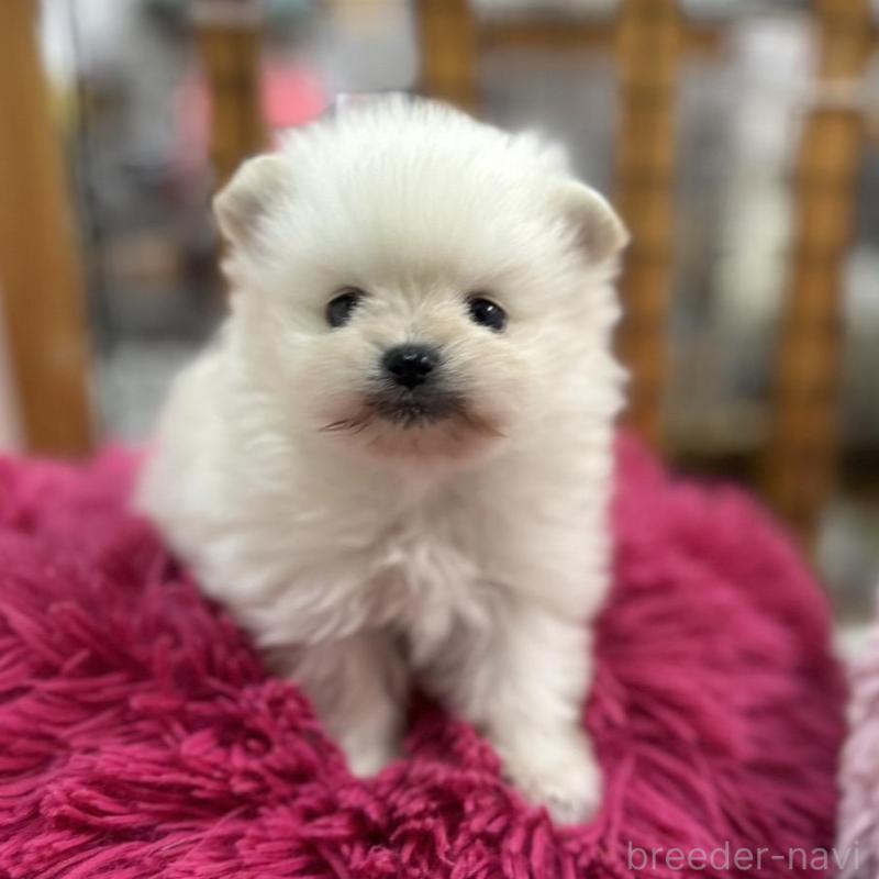 販売中の愛知県のポメラニアン-431948の6枚目