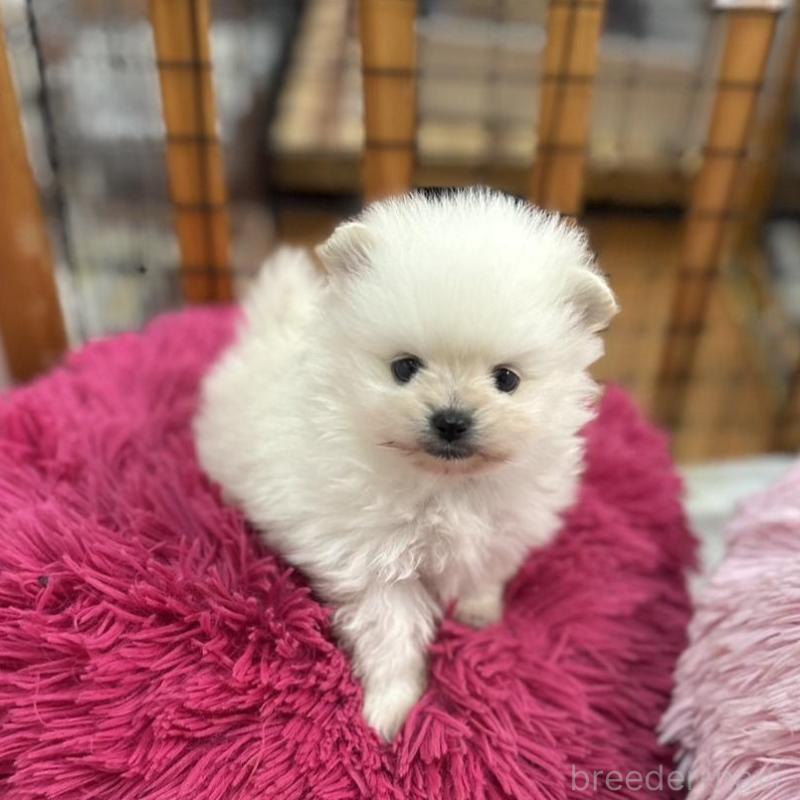 販売中の愛知県のポメラニアン-431948の5枚目