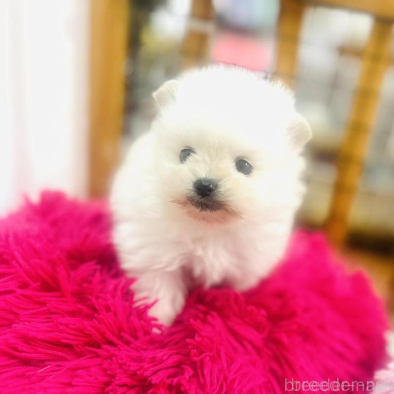 販売中の愛知県のポメラニアン-431948の4枚目