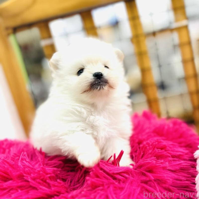 販売中の愛知県のポメラニアン-431948の3枚目