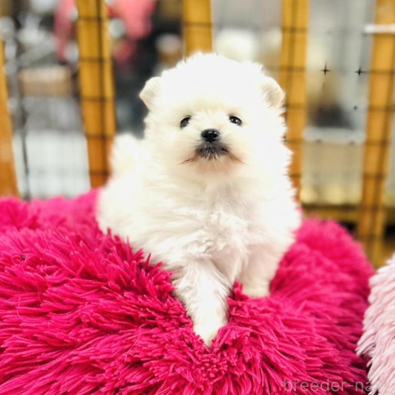 販売中の愛知県のポメラニアン-431948の2枚目