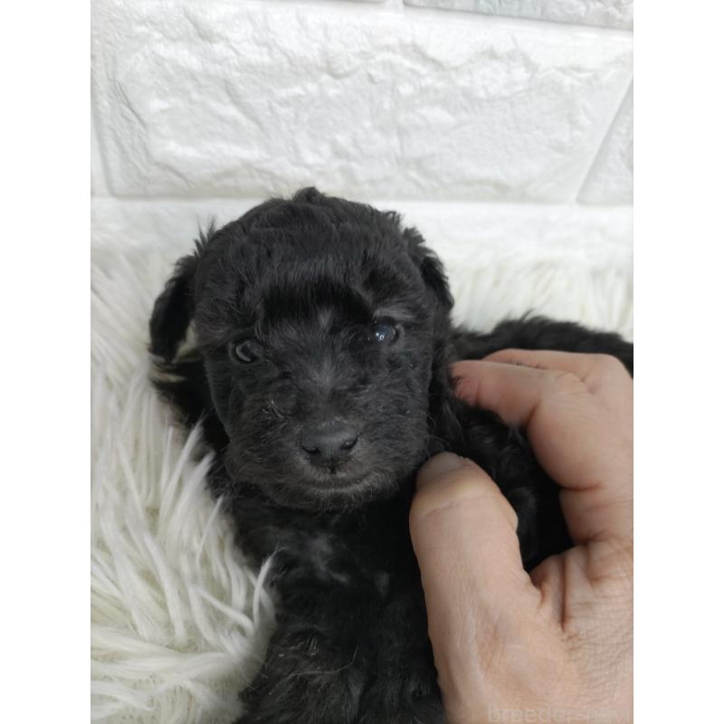 販売中の愛知県のトイプードル-431947の2枚目