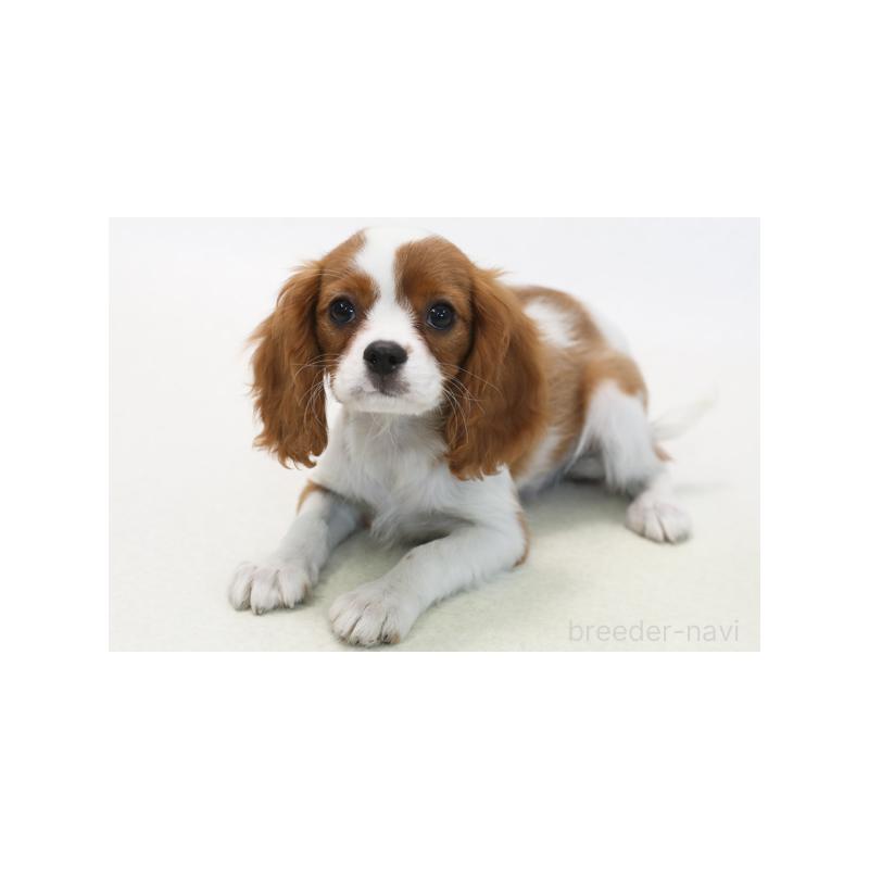 販売中の神奈川県のキャバリアキングチャールズスパニエル-416331