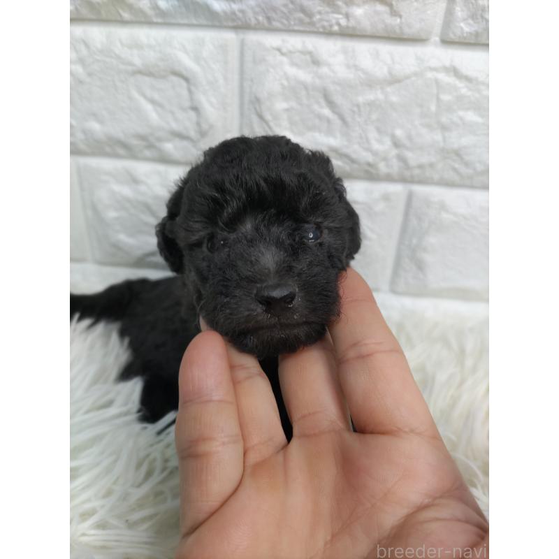販売中の愛知県のトイプードル-431949の2枚目