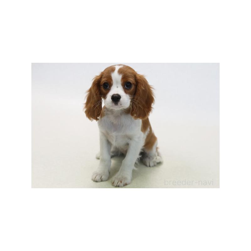 販売中の神奈川県のキャバリアキングチャールズスパニエル-422142