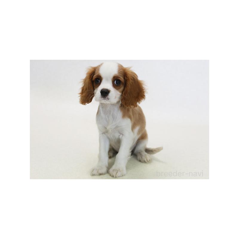 販売中の神奈川県のキャバリアキングチャールズスパニエル-420298
