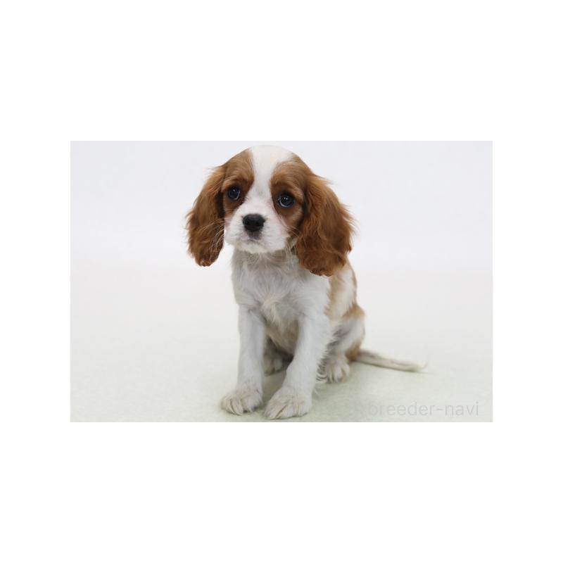 販売中の神奈川県のキャバリアキングチャールズスパニエル-420302