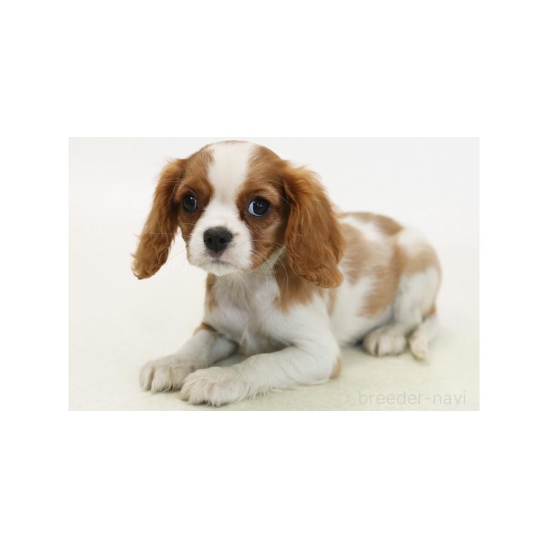 販売中の神奈川県のキャバリアキングチャールズスパニエル-420304
