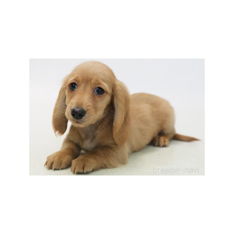 販売中の神奈川県のミニチュアダックスフンド(ロングヘアード)-422162の1枚目