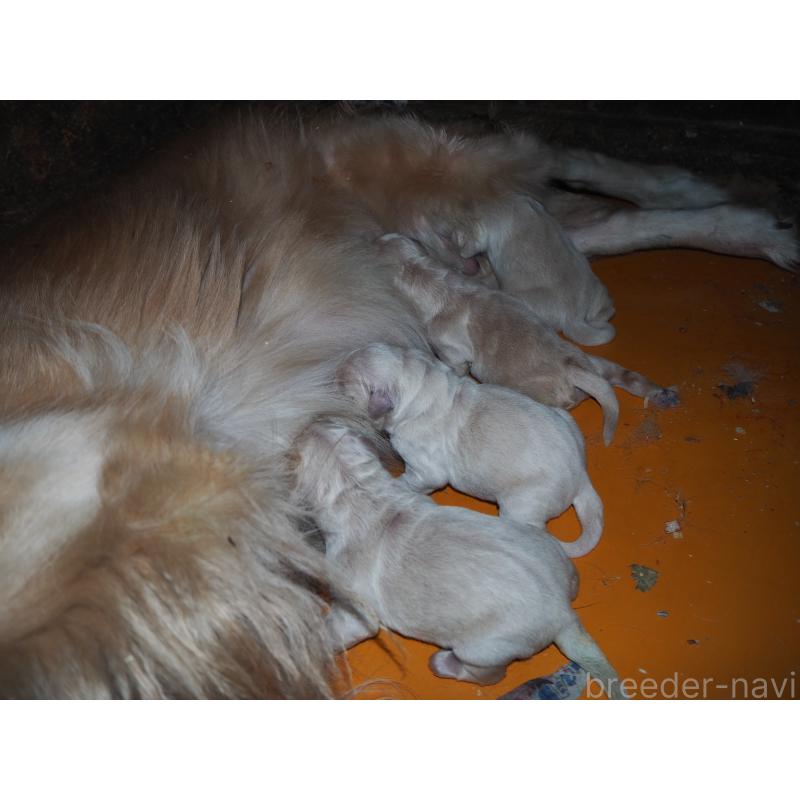 販売中の山梨県のゴールデンレトリーバー-431953の4枚目