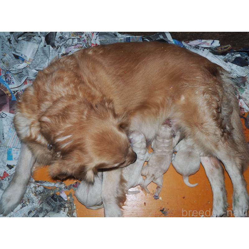 販売中の山梨県のゴールデンレトリーバー-431953の2枚目