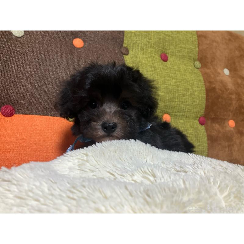 販売中の福岡県のマルプー:マルチーズ×トイプードル-431951の10枚目