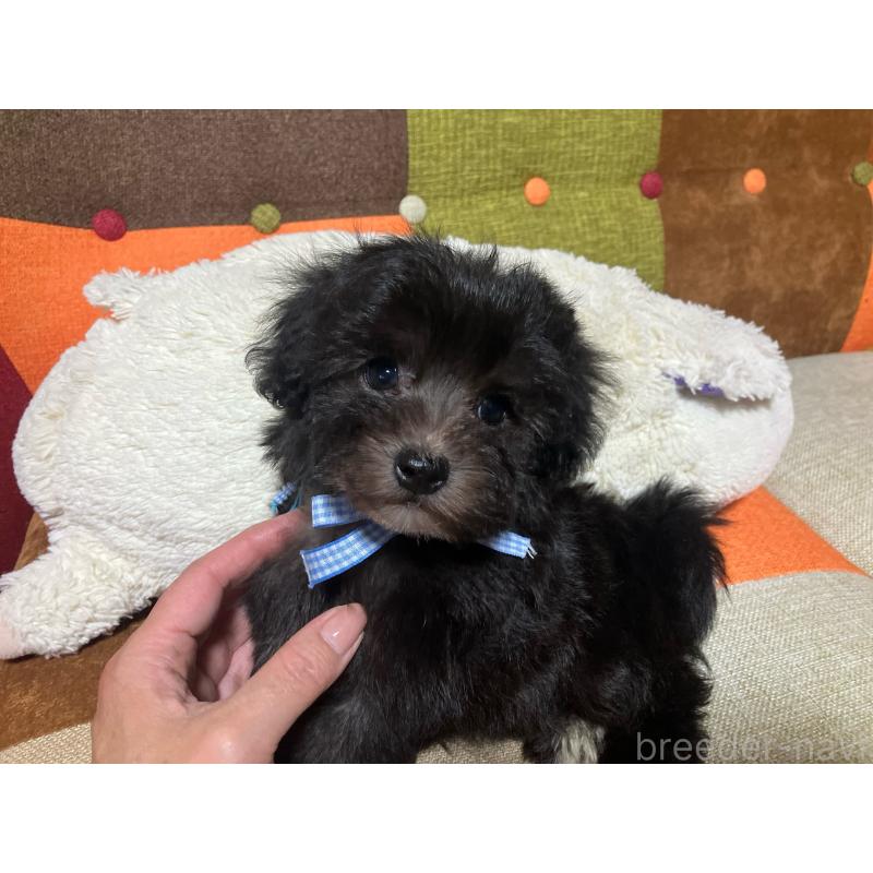 販売中の福岡県のマルプー:マルチーズ×トイプードル-431951の9枚目