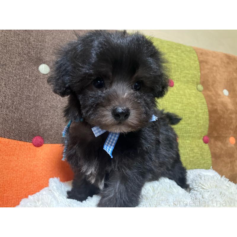 販売中の福岡県のマルプー:マルチーズ×トイプードル-431951の8枚目