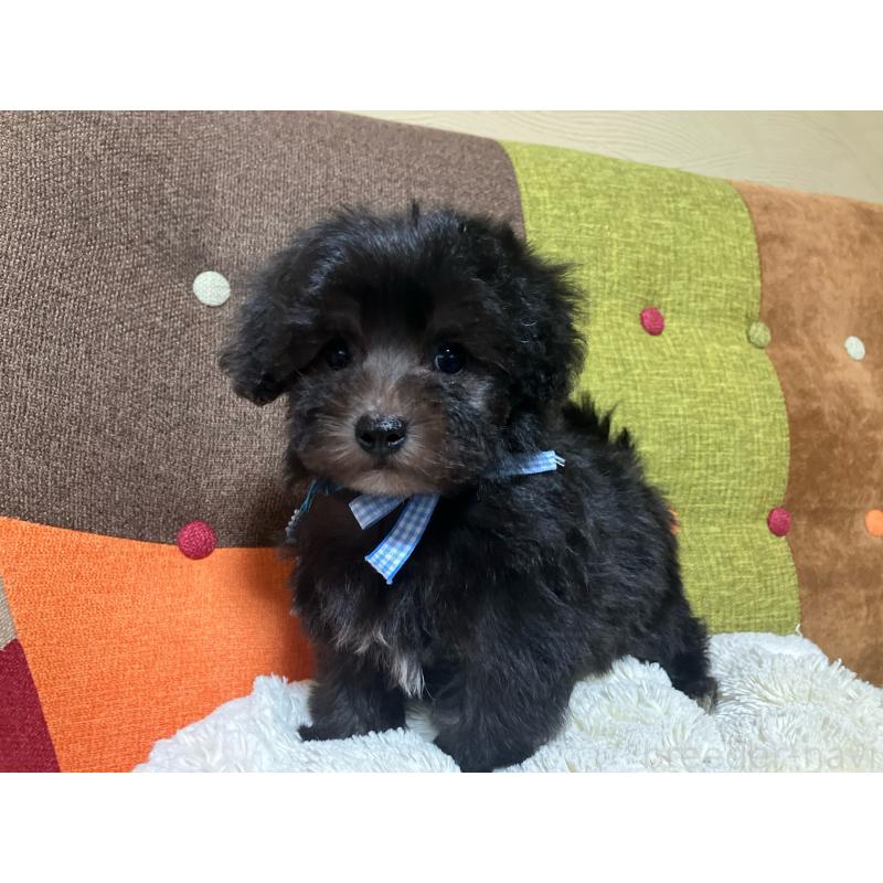 販売中の福岡県のマルプー:マルチーズ×トイプードル-431951の7枚目