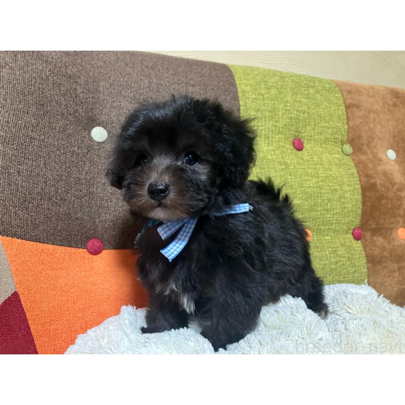 販売中の福岡県のマルプー:マルチーズ×トイプードル-431951の6枚目