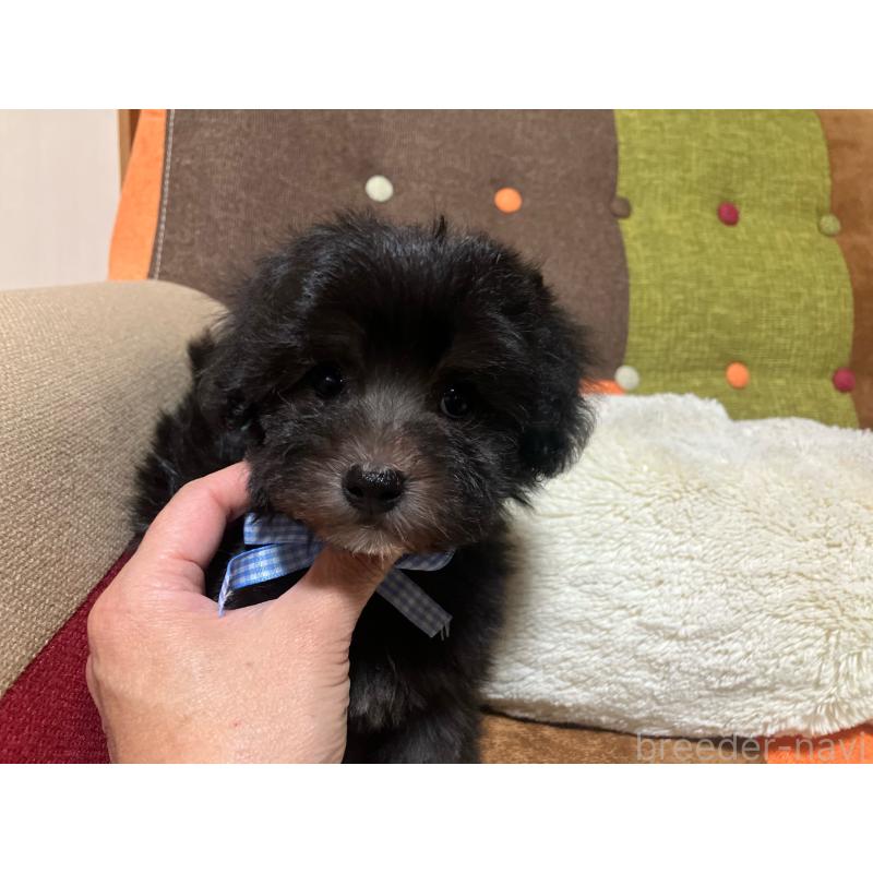 販売中の福岡県のマルプー:マルチーズ×トイプードル-431951の5枚目