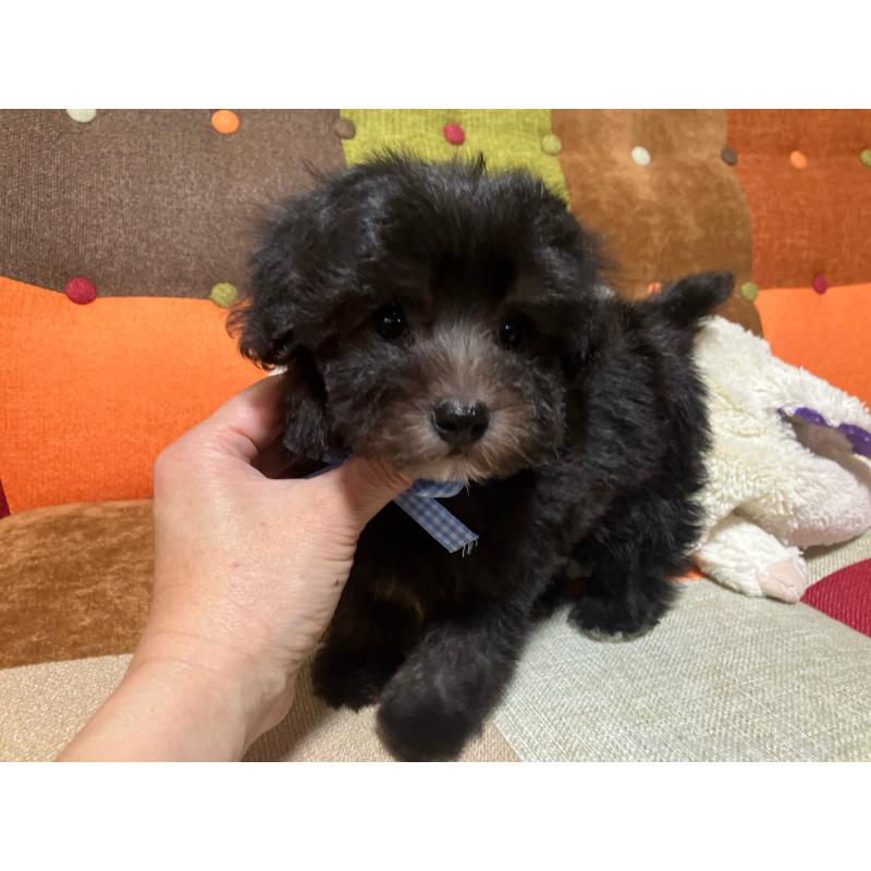 販売中の福岡県のマルプー:マルチーズ×トイプードル-431951の4枚目