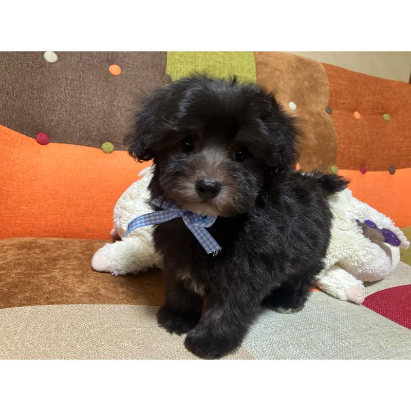 販売中の福岡県のマルプー:マルチーズ×トイプードル-431951の3枚目