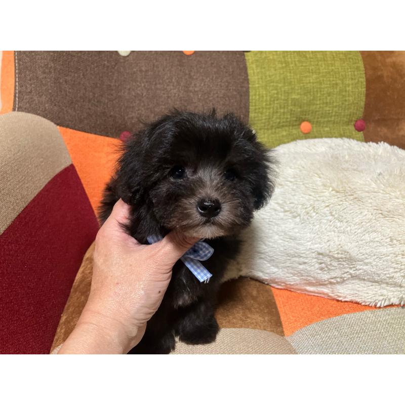 販売中の福岡県のマルプー:マルチーズ×トイプードル-431951の2枚目