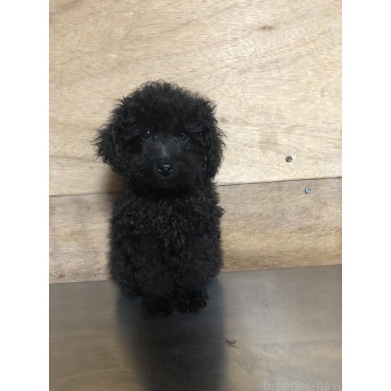 販売中の兵庫県のトイプードル-431955の12枚目