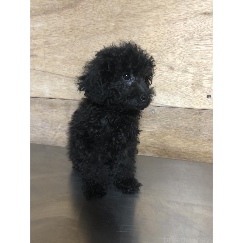 販売中の兵庫県のトイプードル-431955の11枚目