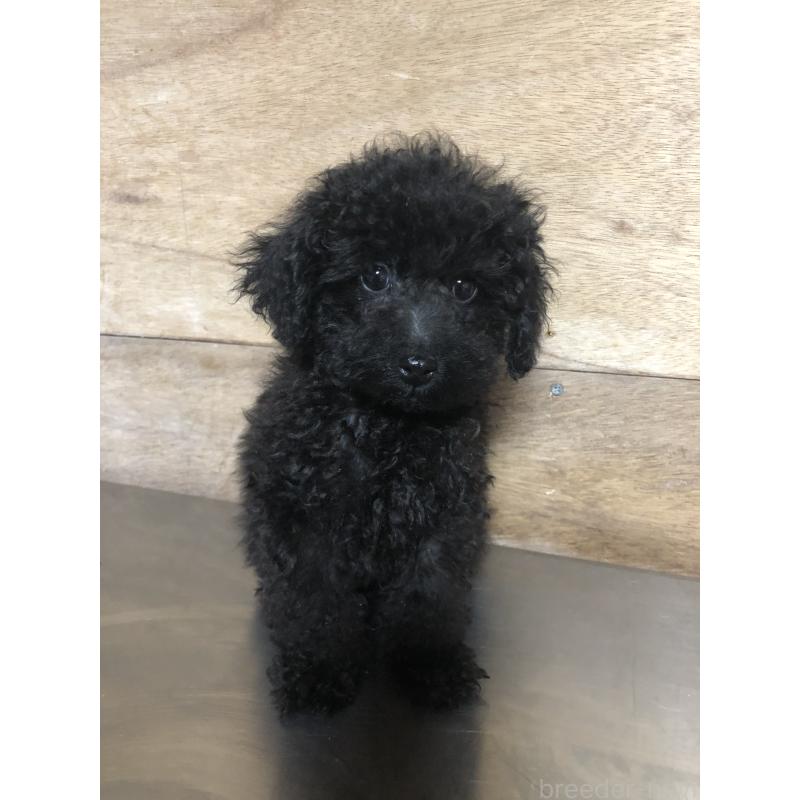 販売中の兵庫県のトイプードル-431955の10枚目