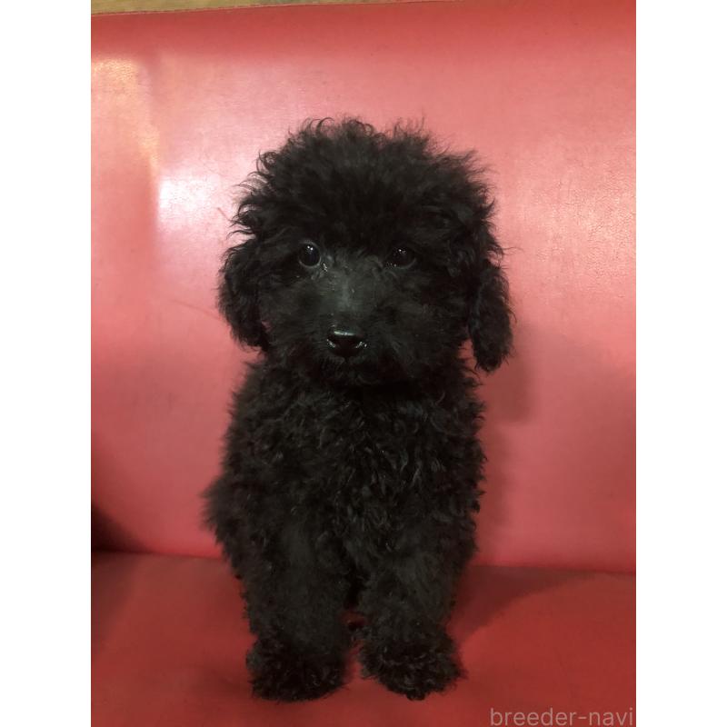 販売中の兵庫県のトイプードル-431955の9枚目