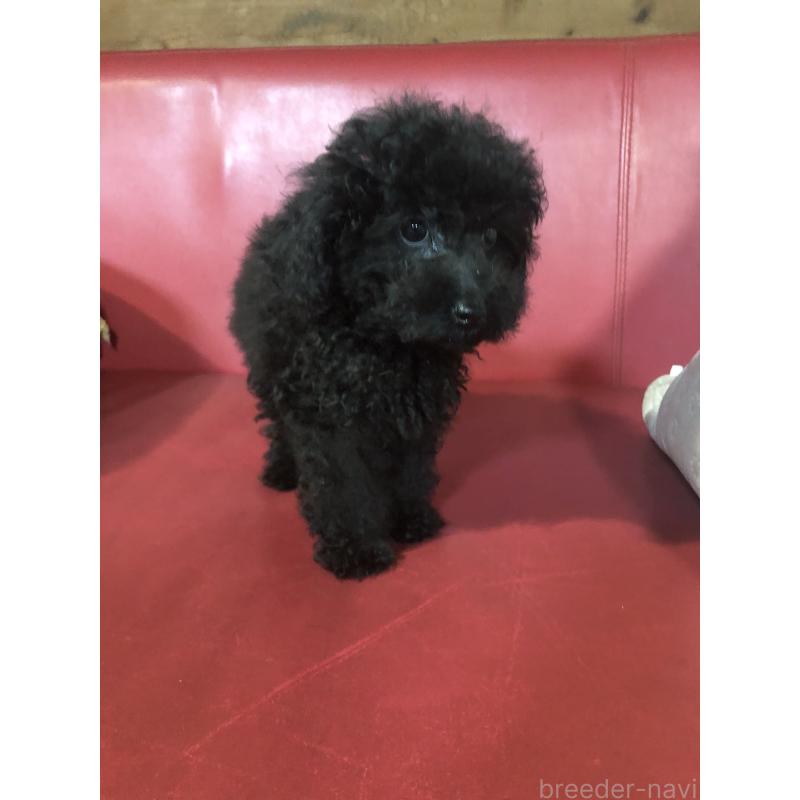 販売中の兵庫県のトイプードル-431955の8枚目