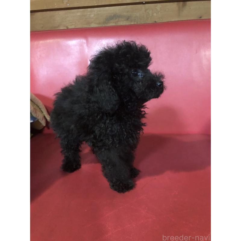 販売中の兵庫県のトイプードル-431955の7枚目