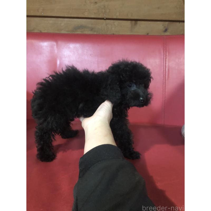 販売中の兵庫県のトイプードル-431955の6枚目