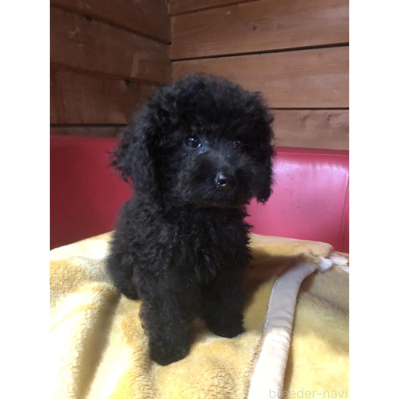 販売中の兵庫県のトイプードル-431955の5枚目