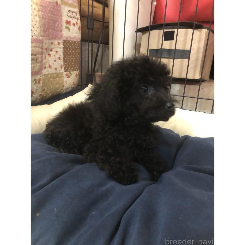 販売中の兵庫県のトイプードル-431955の4枚目
