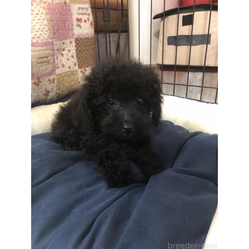 販売中の兵庫県のトイプードル-431955の3枚目