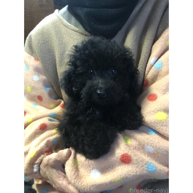 販売中の兵庫県のトイプードル-431955の2枚目