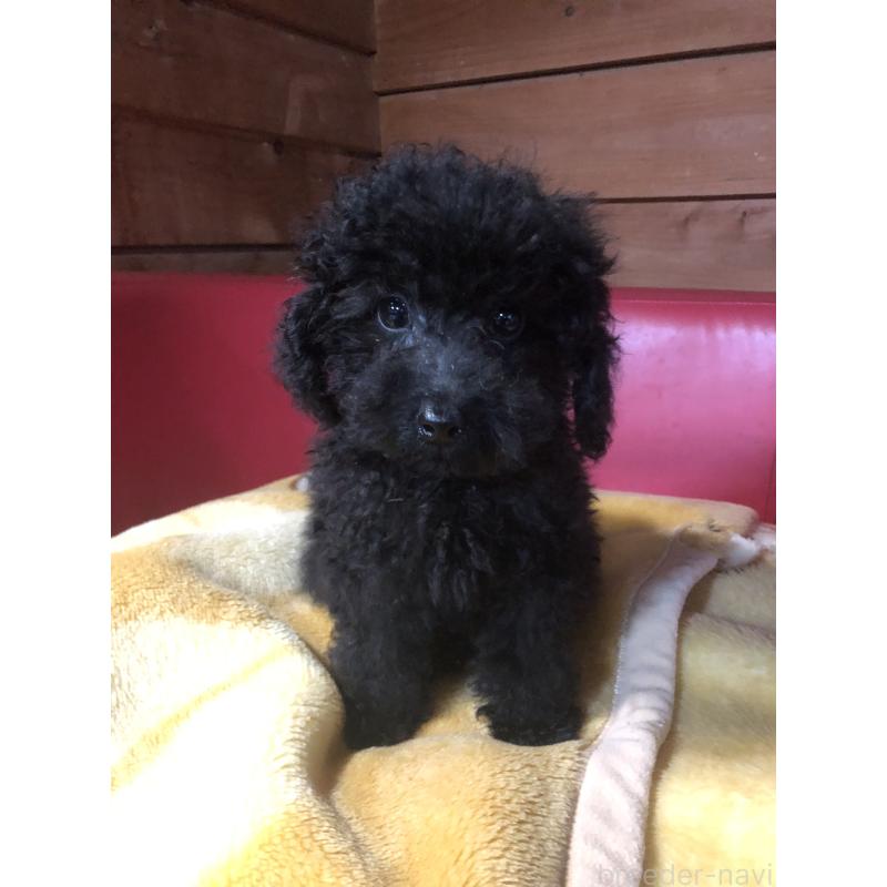 販売中の兵庫県のトイプードル-431955の1枚目