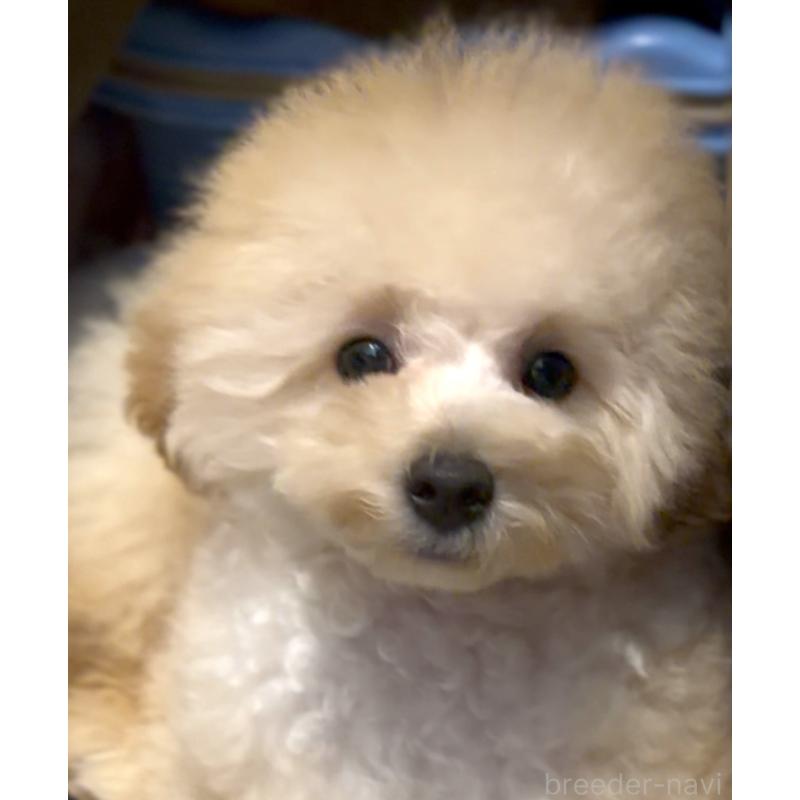 成約済の香川県のトイプードル-408920の5枚目