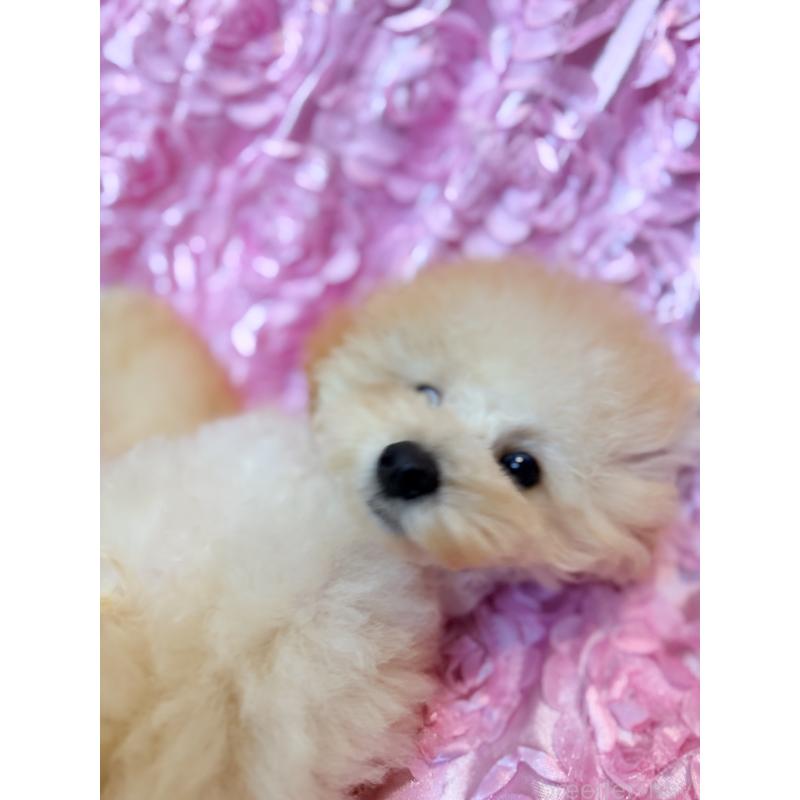 成約済の香川県のトイプードル-408920の4枚目