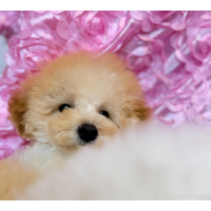 成約済の香川県のトイプードル-408920の3枚目