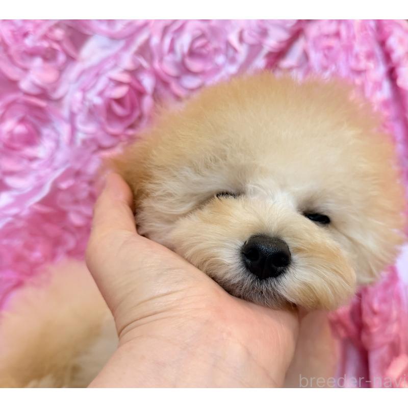 成約済の香川県のトイプードル-408920の2枚目