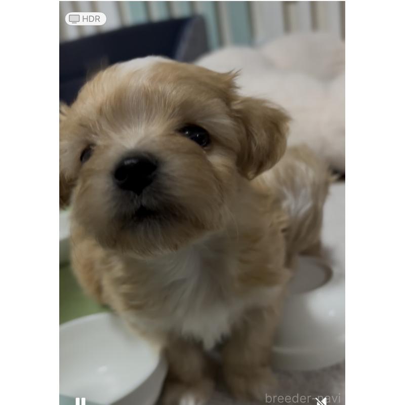 販売中の熊本県のミックス犬-425309の4枚目