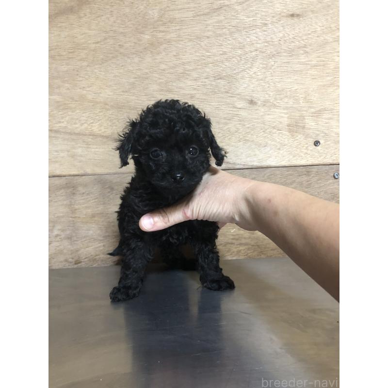 販売中の兵庫県のトイプードル-431956の12枚目