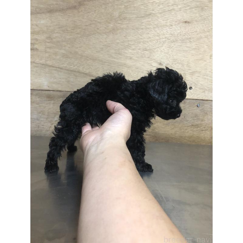 販売中の兵庫県のトイプードル-431956の11枚目