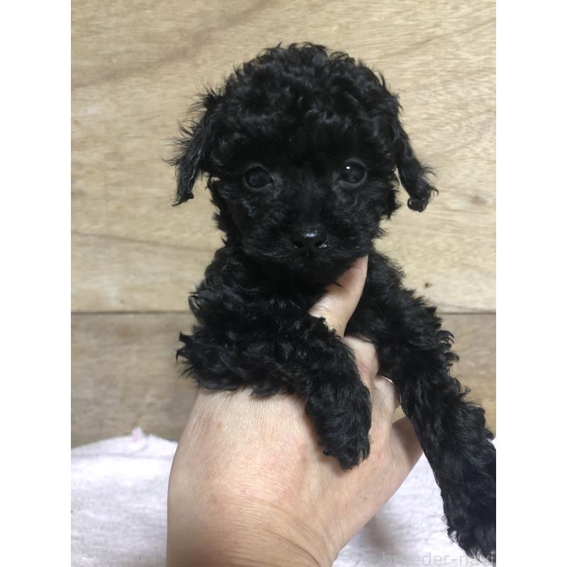 販売中の兵庫県のトイプードル-431956の10枚目