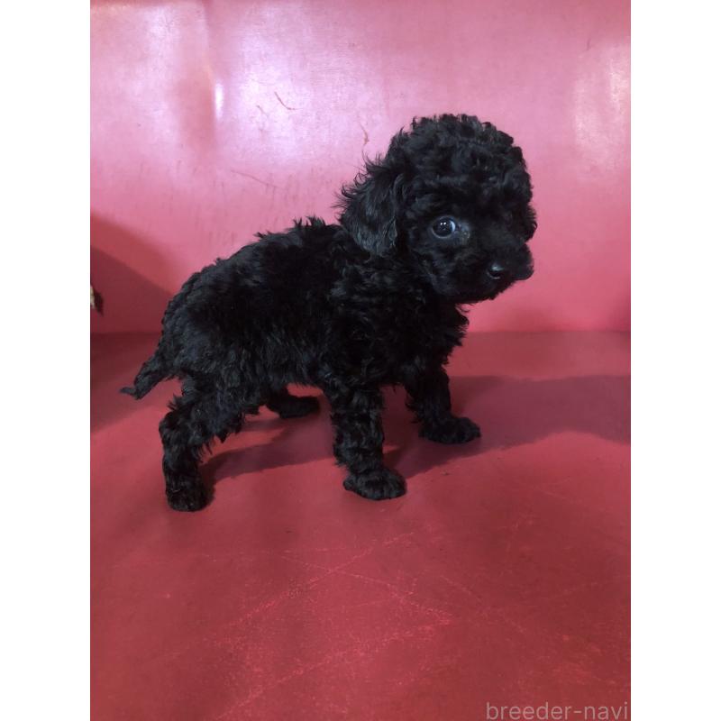 販売中の兵庫県のトイプードル-431956の9枚目