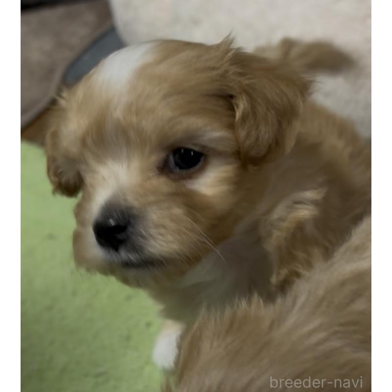 販売中の熊本県のミックス犬-425309の2枚目