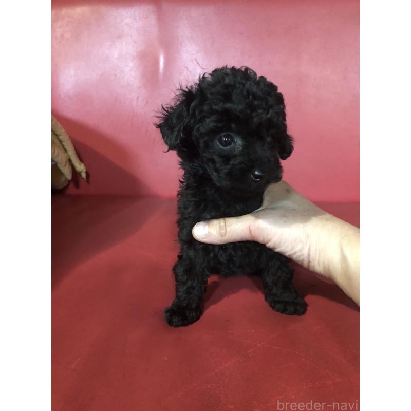 販売中の兵庫県のトイプードル-431956の7枚目