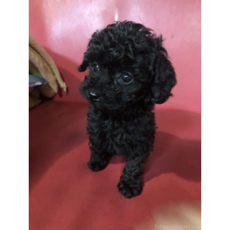 販売中の兵庫県のトイプードル-431956の6枚目